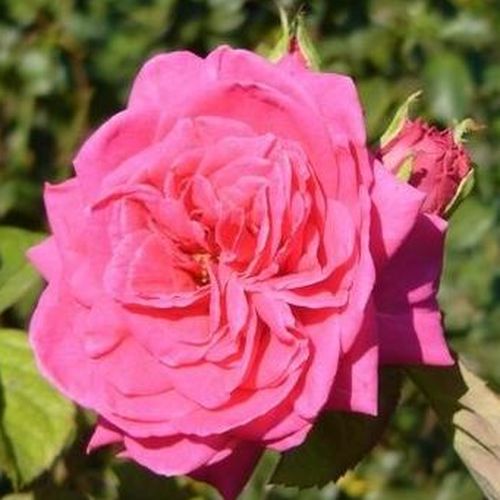 Rozen bestellen en bezorgen - grandiflora-floribunda roos - roze - Rosa Sidney Peabody™ - zacht geurende roos - De Ruiter Innovations BV. - Elegante, opvallend donkerrode bloem met zachte geur.